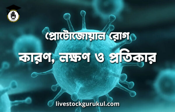 প্রোটোজোয়াল রোগ কারণ লক্ষণ ও প্রতিকার প্রোটোজোয়াল রোগ: কারণ, লক্ষণ ও প্রতিকার